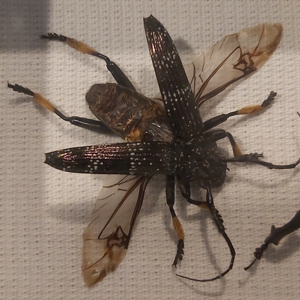 Framed Insect Display with Two Specimens - Picture 4 of 4
